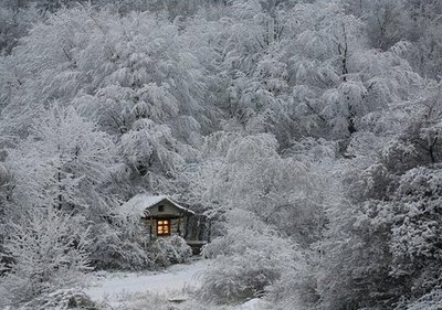 Siberian Forest